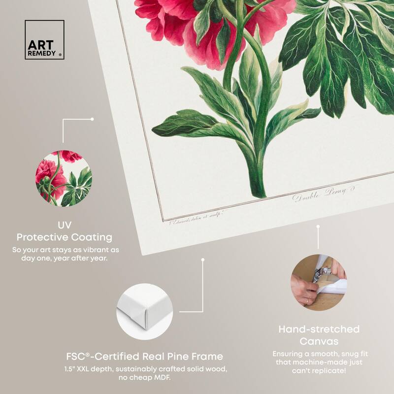 Double Peony (1789) Canvas by Art Remedy, Gallery Wrapped