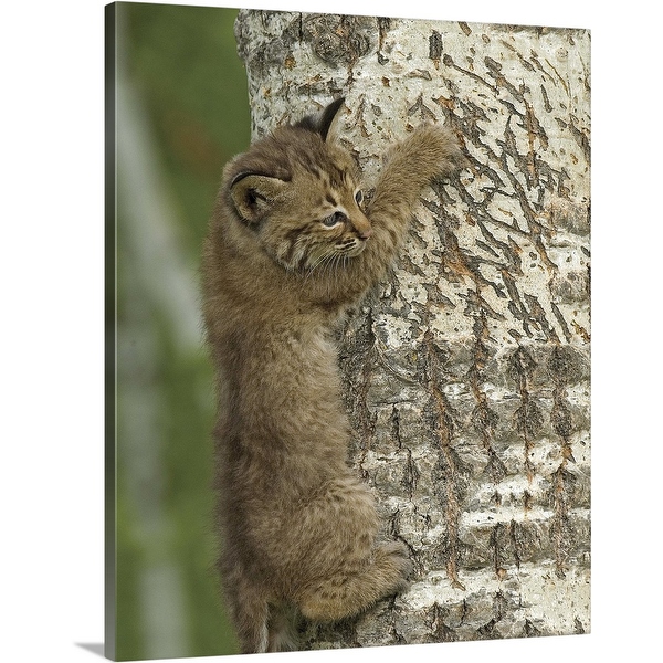 Bobcat cat tree discount
