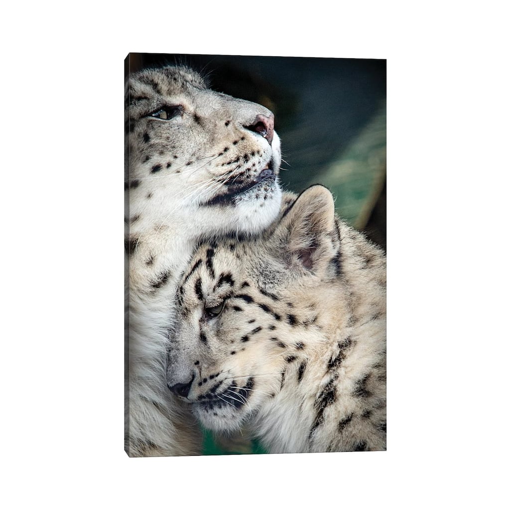 iCanvas "Snow Leopard Mother And Cab" by Nik Rave Canvas Print