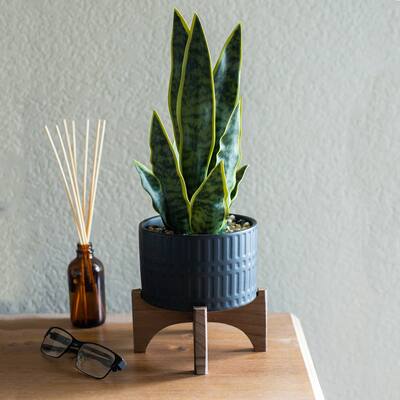 15.5"H Artificial Snake plant in 5" Romam Ceramic Planter on Stand - ONE-SIZE