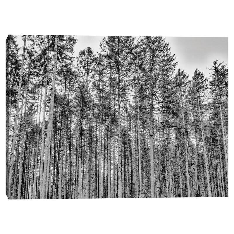 The Forest by Sossi Madzounian Canvas Art Print
