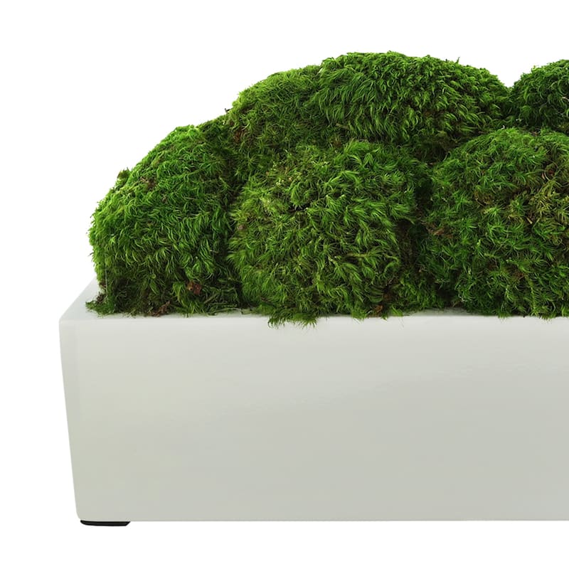 Mood Moss Arrangement in a Fiberstone Planter - Green