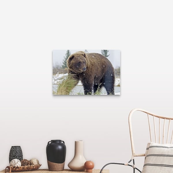 Shop Brown Bear In Snowstorm Canvas Wall Art Overstock 21006044