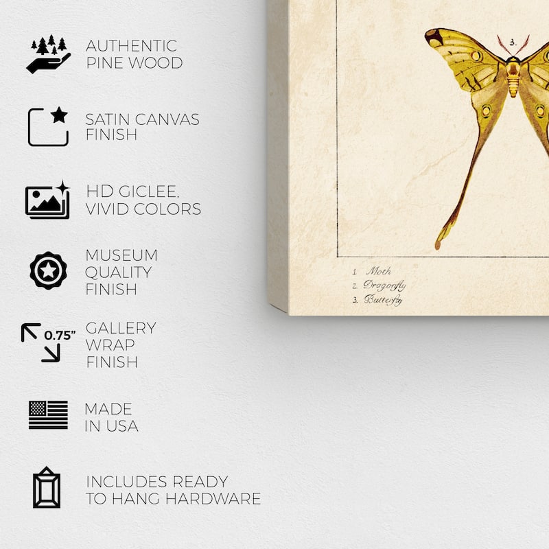 Wynwood Studio Canvas Animals Three Vintage Winged Insects Gold and Mid-Century Modern Wall Art Canvas Print - Gold, Yellow