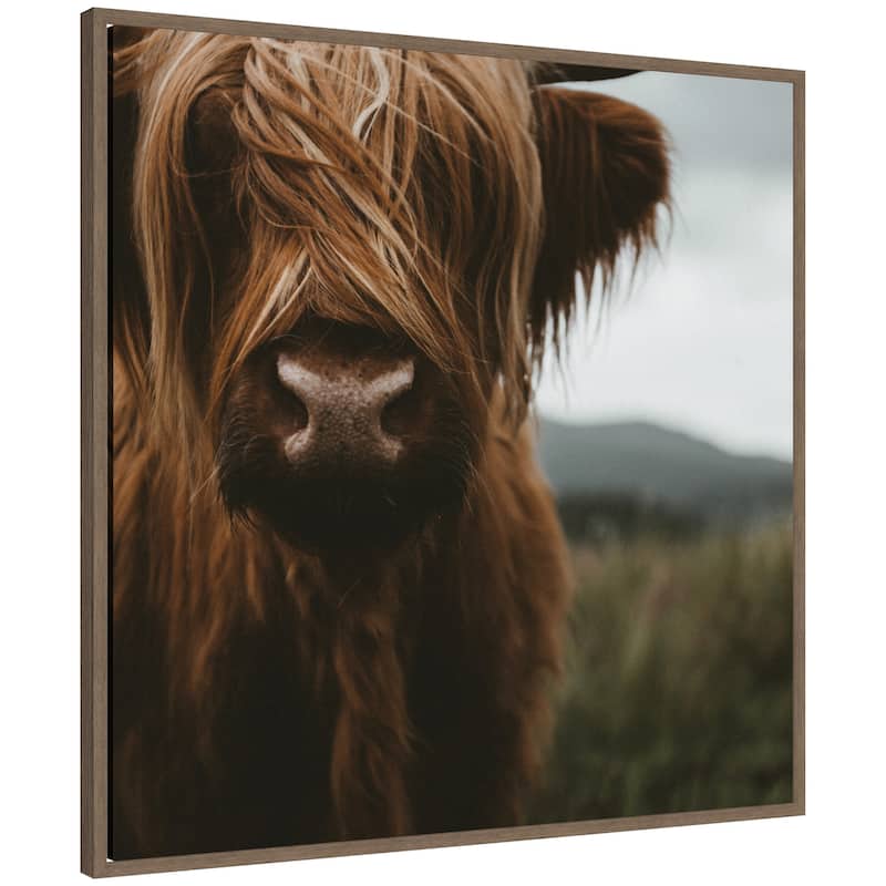 Kate and Laurel Close Up of Scottish Highland Cattle Baby SQ by Michael Schauer Framed Canvas Wall Art Print - 30 x 30