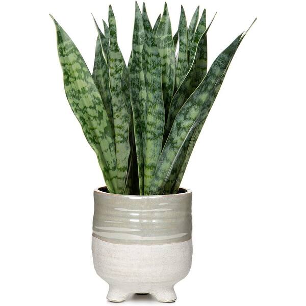 Fake Snake Plant 12 inch Artificial Snake Plant Potted Plant Home Office  Indoor Decoration Housewarming Gift - N/A - Bed Bath & Beyond - 42595339
