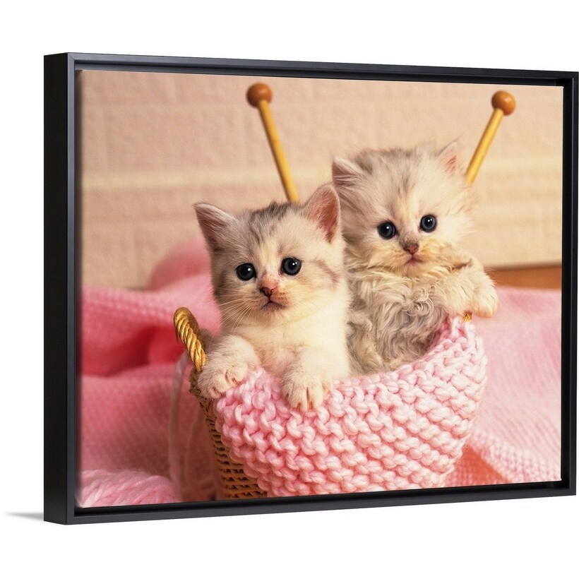 Shop Two Persian Cats Sitting In A Knitting Basket Black Float