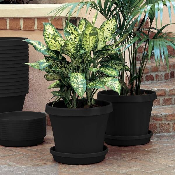 terrarium plants shop Mystic Garden Terrarium Plant Pack for biOrb AIR 30  Steve's Leaves