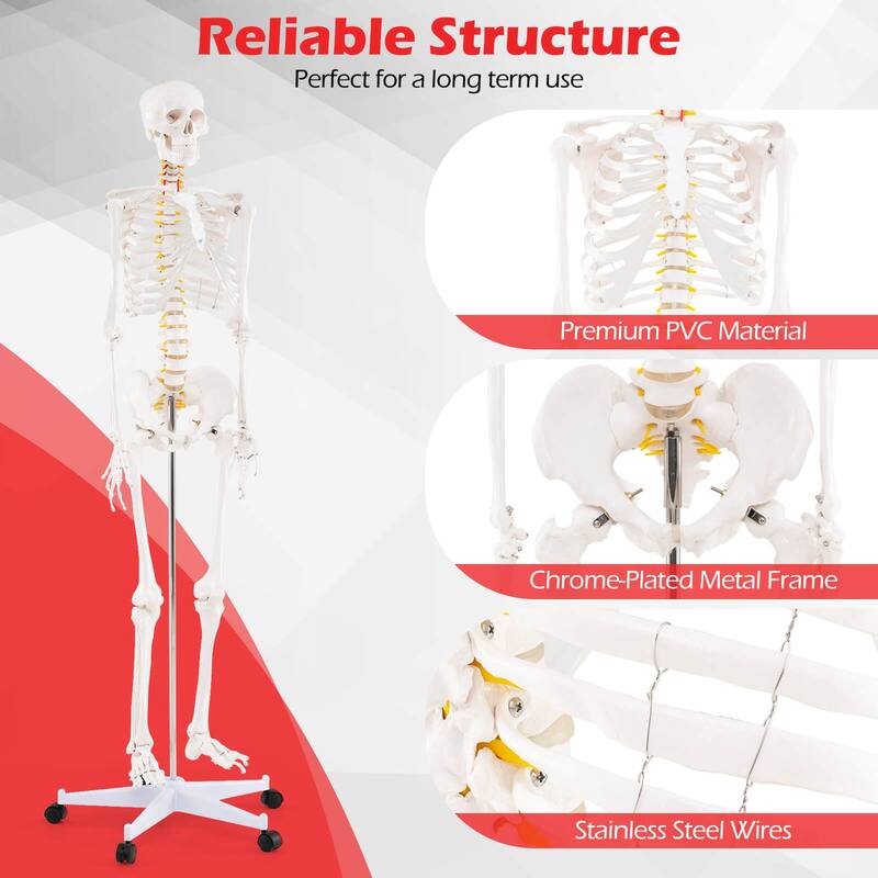 Costway 70.8" Life Size Human Skeleton Model Anatomical Skeleton with - as pic shows - See Details
