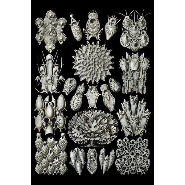 Art Forms Of Nature Bryozoa Ernst Haeckel Artwork Art Print Multiple Sizes Available 9 X 12 Art Print Overstock