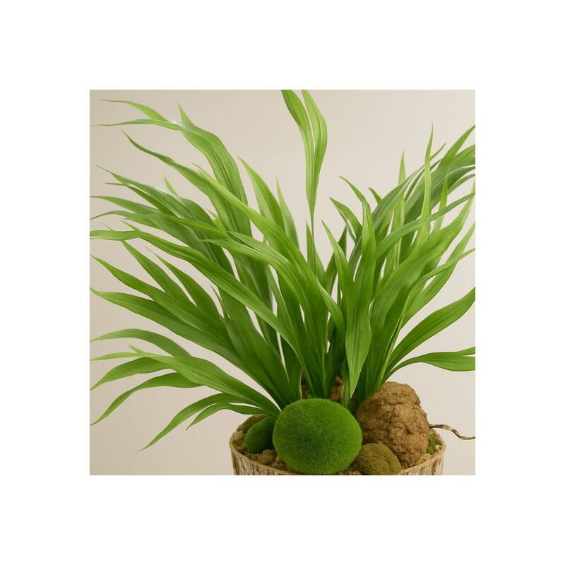 HomeStock Mini Staghorn Fern in Weathered Oak Look Cement Planter - Unique Faux Fern for Natural Vibes - 21