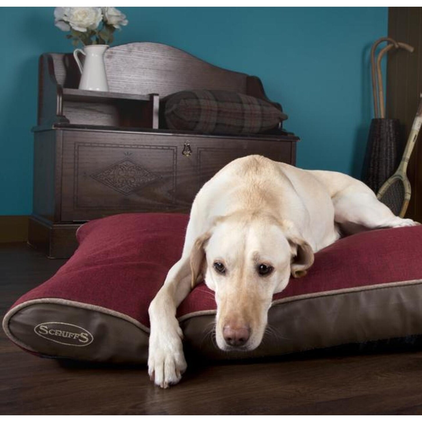 orijen dog food cheapest