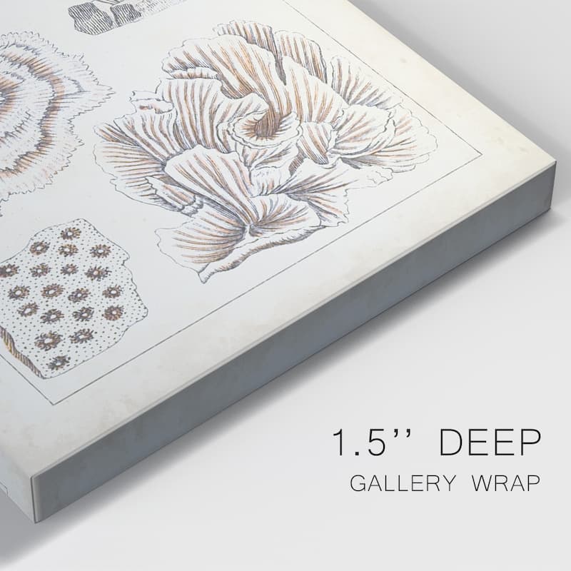 Antique White Coral I Premium Gallery Wrapped Canvas - Ready to Hang
