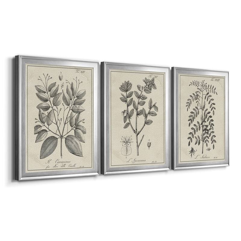 Antique Black & White Botanical VII Premium Framed Canvas - Ready to Hang - Multi-Color
