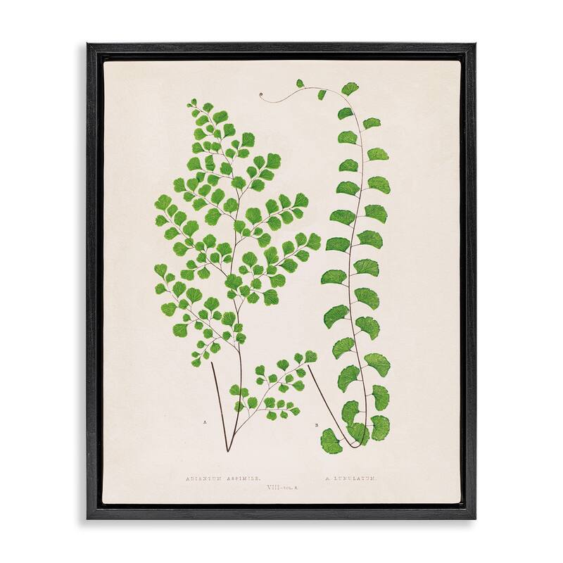 Stupell Vivid Green Ferns Study Framed Floater Canvas Wall Art Design By Phillipa Katz - 25 x 31 - Black