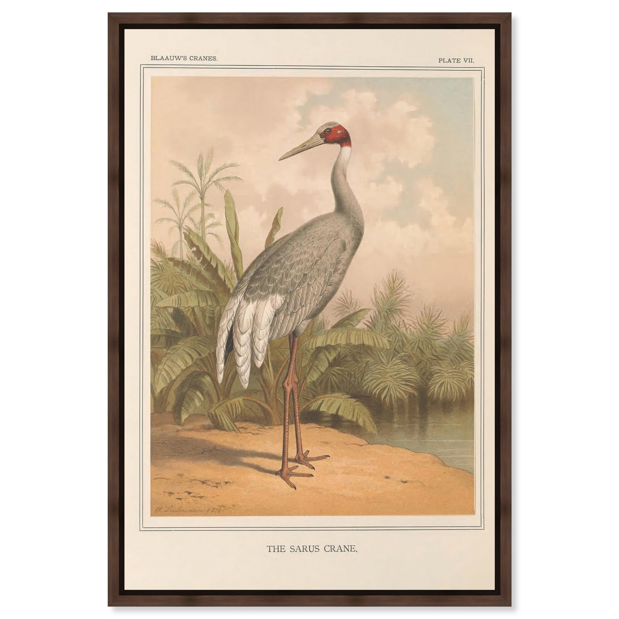 Saurus Crane Vintage Animal Art Framed Canvas Print by Art Remedy