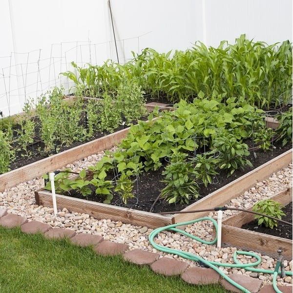 Shop Backyard Farmers Market Grow Your Own Vegetables 8 Pack