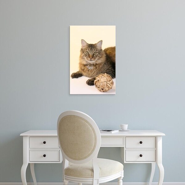Easy Art Prints Maresa Pryor's 'Maine Coon Cat in studio' Premium Canvas Art