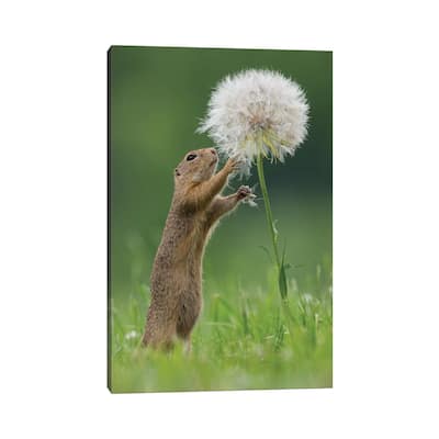 iCanvas "Ziesel With A Very Big Dandelion IV" by Dick van Duijn Canvas Print