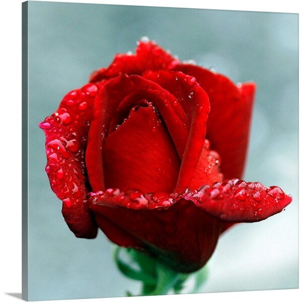 Shop Red Rose And Raindrops Canvas Wall Art Overstock 16472865
