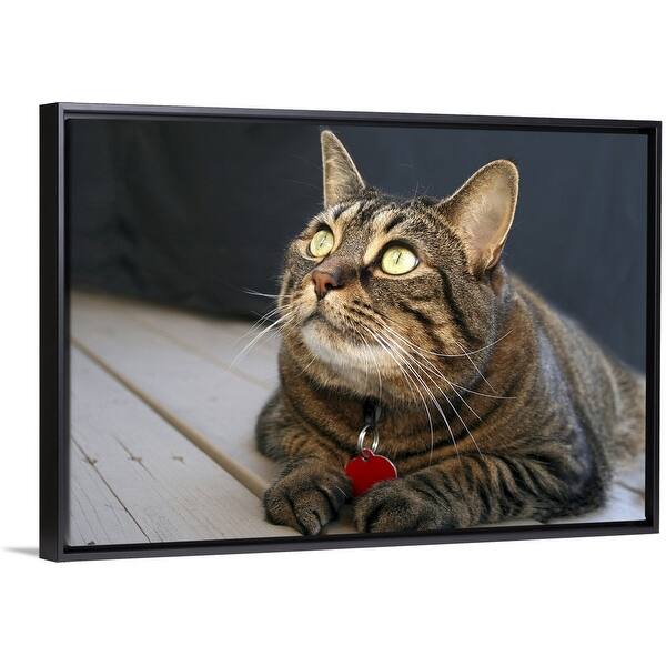 Shop Tabby Cat With Yellow Eyes Black Float Frame Canvas Art Overstock 25513104