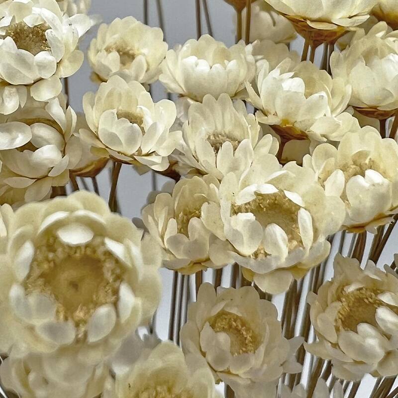 Bundle of 4 Preserved Little Star Flower,16-20" long - 16-22 inch