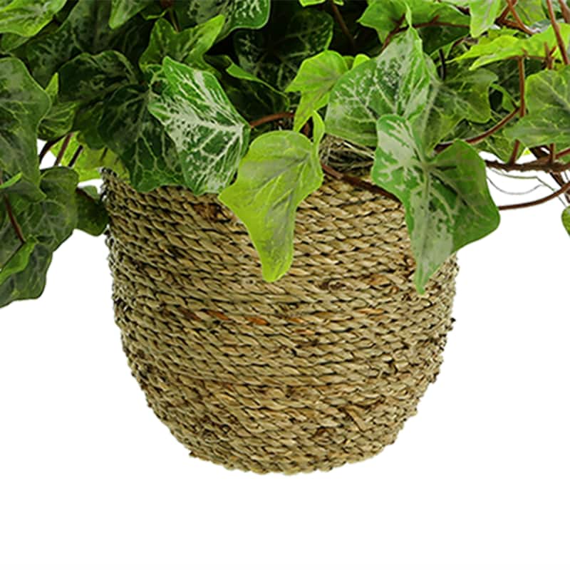 Ivy Arrangement in Rope Pot - Green