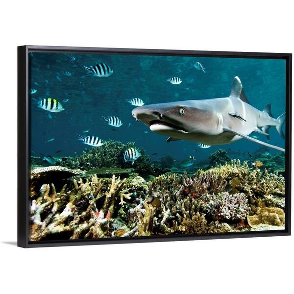 Shop Black Friday Deals On Whitetip Reef Shark Over Shallow Corals Shark Reef Beqa Lagoon Fiji Black Float Frame Canvas Art Overstock 25507483