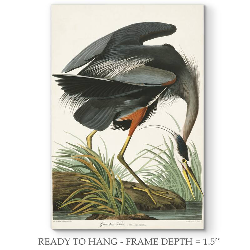 Pl 211 Great Blue Heron-Premium Gallery Wrapped Canvas