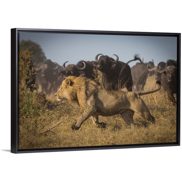 "Running For His Life" Black Float Frame Canvas Art