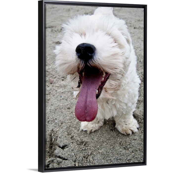 Shop Happy White Maltipoo Puppy Black Float Frame Canvas Art Overstock 25496520