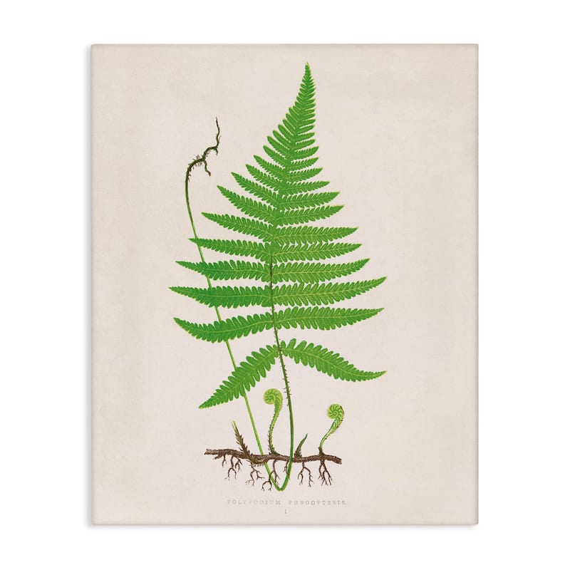 Stupell Curled Budding Fern Sprigs Canvas Wall Art Design By Phillipa Katz - 24 x 30