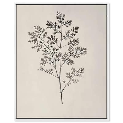 Aniseed Anatomy II Canvas Delicate Floral by Art Remedy