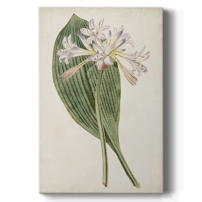 Antique Botanical Collection IV Premium Gallery Wrapped Canvas - Ready to Hang