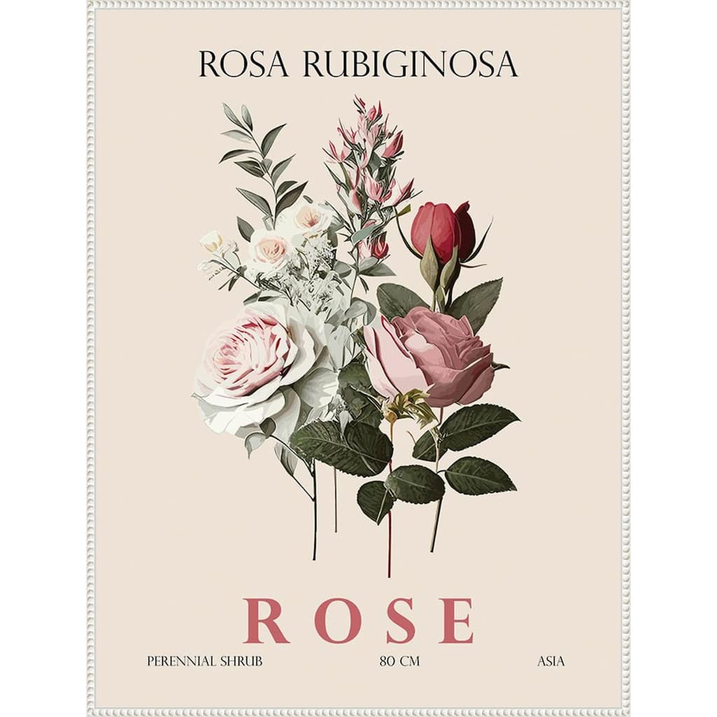 Vintage Botanical Rose Illustration by Christopher Giampietro Framed Canvas Wall Art Print