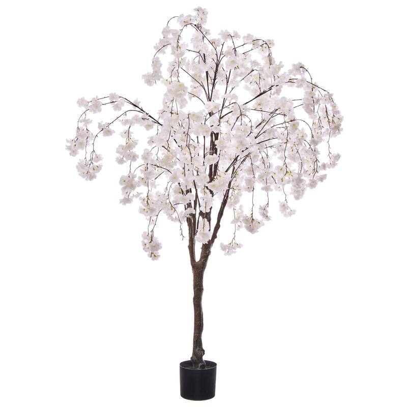 6' Weeping Cherry Tree