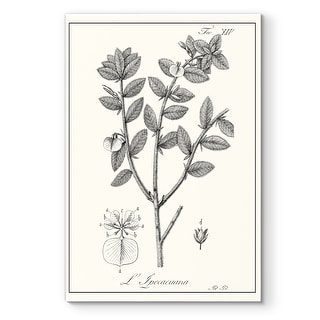 Antique Black & White Botanical-Premium Gallery Wrapped Canvas