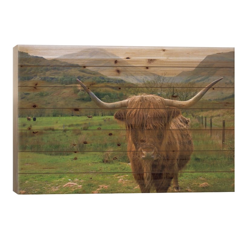 Scottish Highland Cattle III Print On Wood by Alan Majchrowicz - Multi-Color - 18x26x1.5