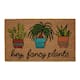 Option Fancy Plants