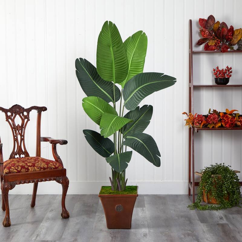 5.5ft Travelers Palm Artificial Tree in Brown Planter with Variegated Palm Fronds and Faux Moss for Tropical Decor