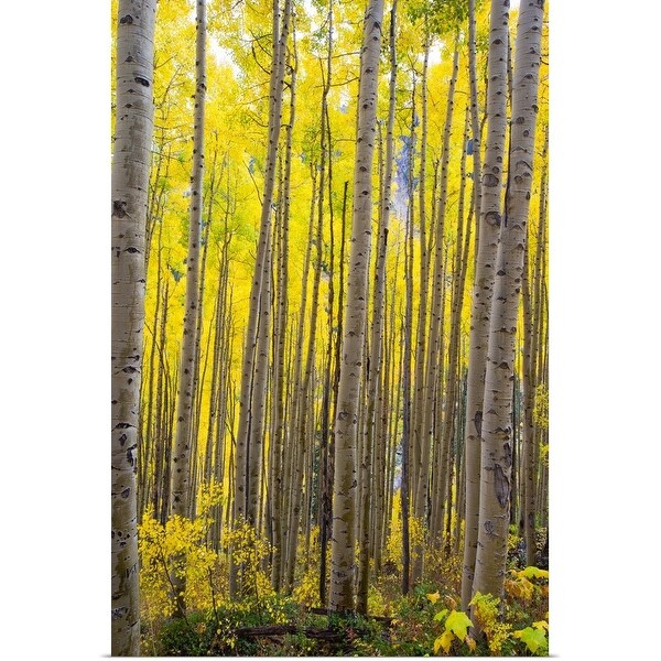 "Aspen trees in a forest, Maroon Bells, Maroon Creek Valley, Aspen, Colorado" Poster Print