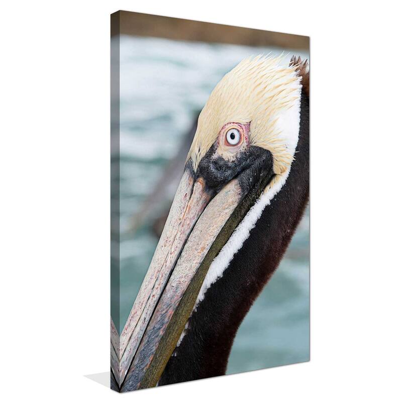"Bayside Pelican" Print on Canvas