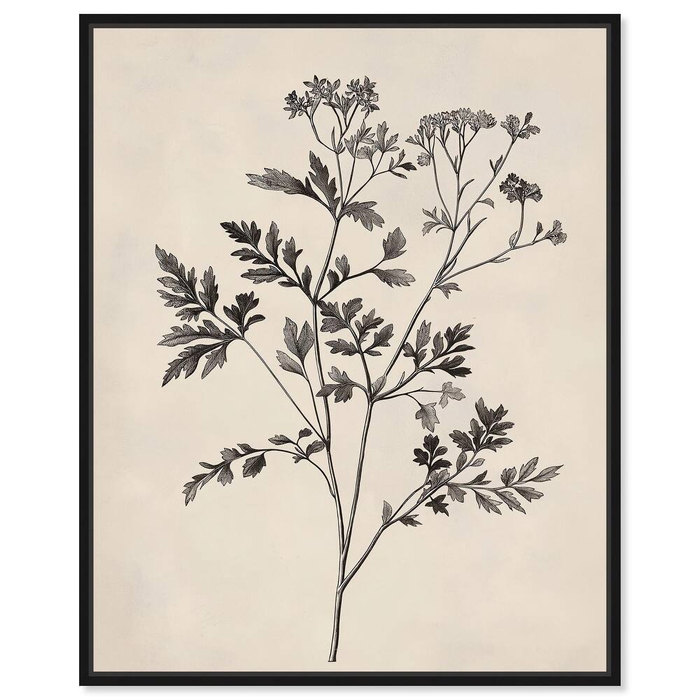 Aniseed Anatomy I Canvas by Art Remedy