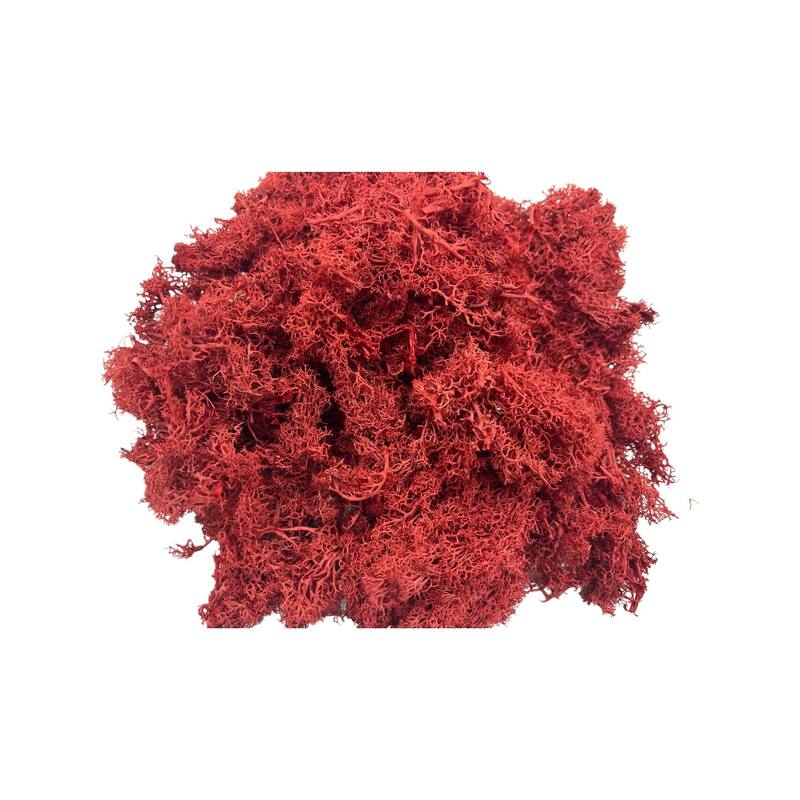 Preserved Reindeer Moss in Multiple Colors