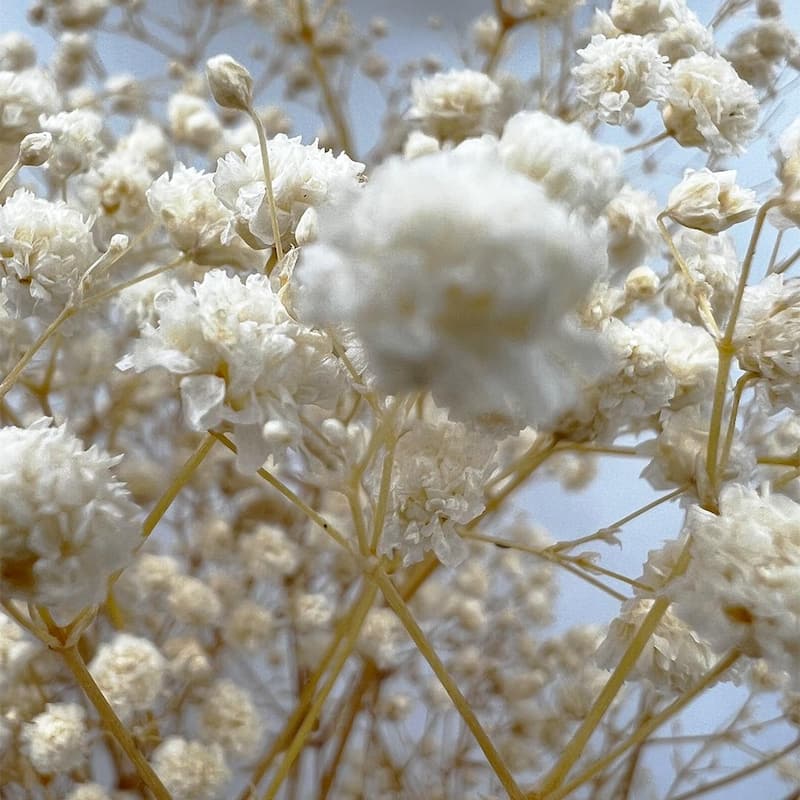 Bundle of 4 Preserved Gypsophila, Baby's Breath,24" long - 24 inch
