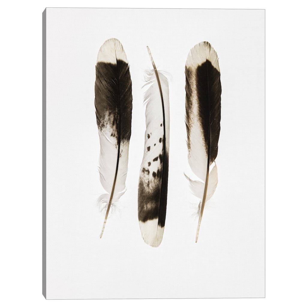 Three Feathers by Nancy Crowell Canvas Art Print