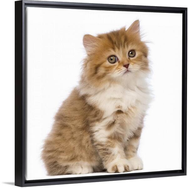 Shop British Longhair Kitten Sitting Black Float Frame Canvas Art On Sale Overstock 25496011
