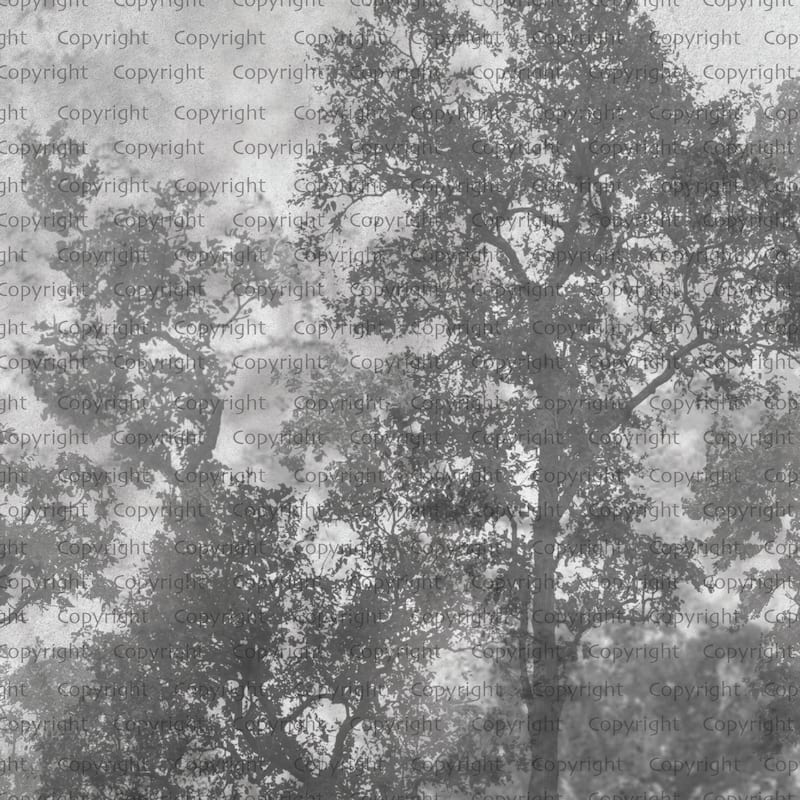 Ethereal Forest Mist Wallpaper Mural - Gray - W:225" x H:118"