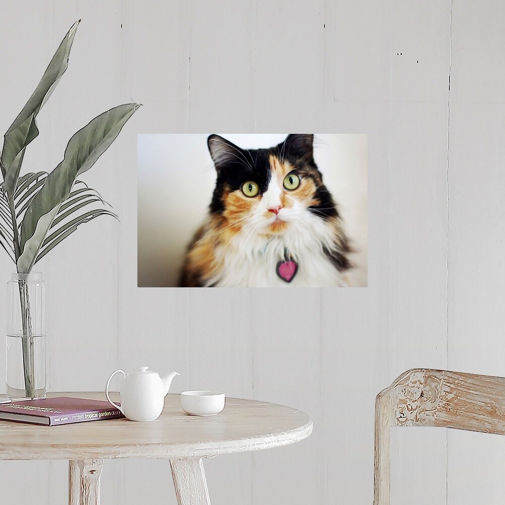 Shop Close Up Of Long Haired Calico Cat Poster Print Free
