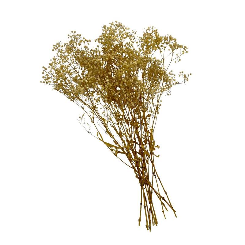 Bundle of 4 Preserved Gypsophila, Baby's Breath,24" long - 24 inch
